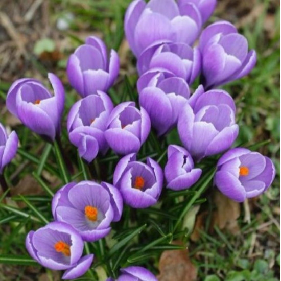 Крокус Ботанічний Firefly