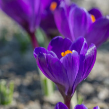Крокус Великоквітковий Flower Record