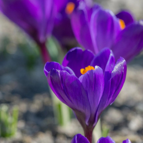 Крокус Великоквітковий Flower Record