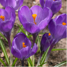 Крокус Великоквітковий Flower Record