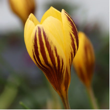 Крокус Ботанічний Gipsy Girl