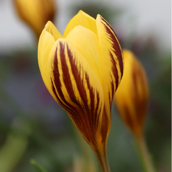 Крокус Ботанічний Gipsy Girl