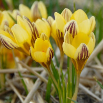 Крокуси Ботанічні