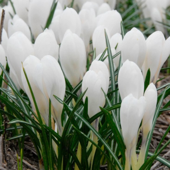 Крокус Великоквітковий Jeanne d 'Arc
