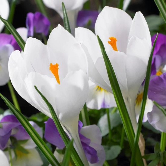 Крокус Великоквітковий Jeanne d 'Arc