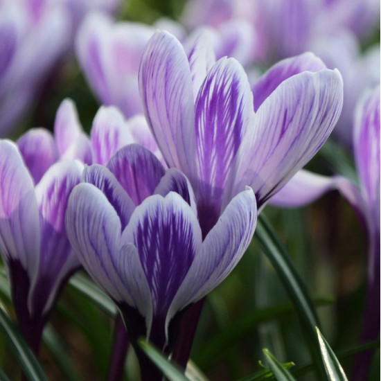 Крокус Великоквітковий King of the Striped