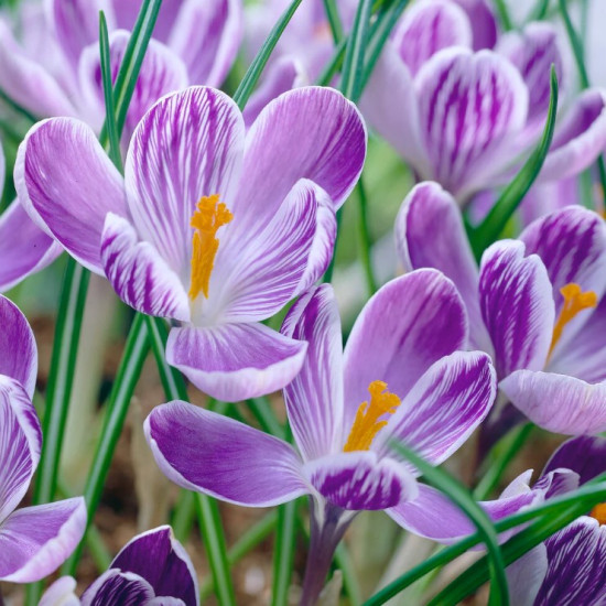 Крокус Великоквітковий King of the Striped