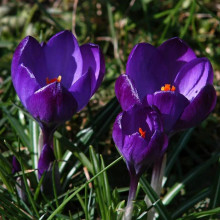 Крокус Великоквітковий Negro Boy
