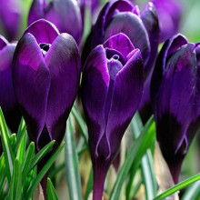 Крокус Великоквітковий Negro Boy