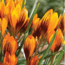 Крокус Ботанічний Orange Monarch