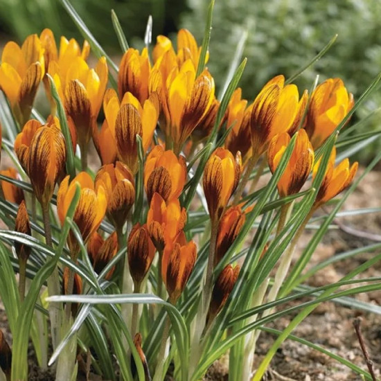 Крокус Ботанічний Orange Monarch