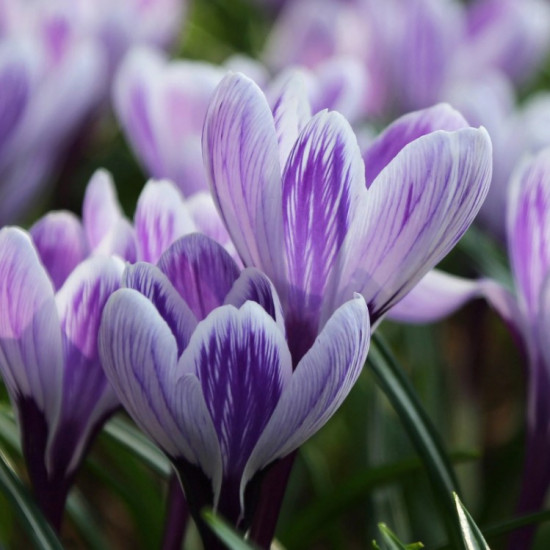 Крокус Великоквітковий Pickwick