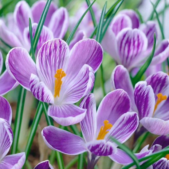 Крокус Великоквітковий Pickwick