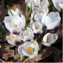 Крокус Ботанический Prins Claus