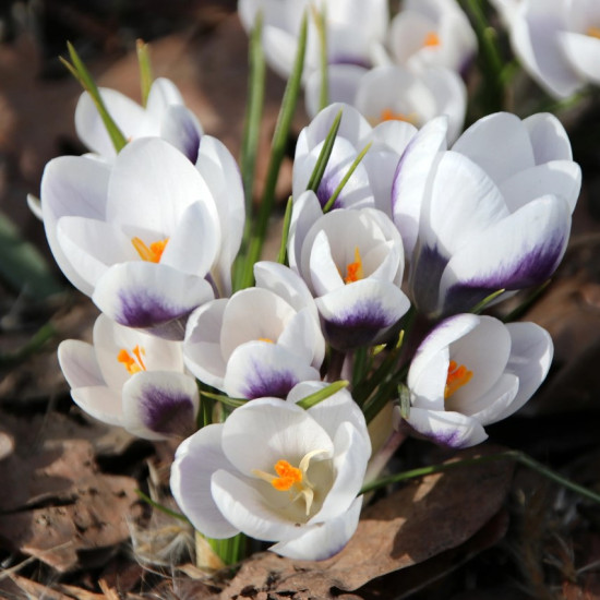 Крокус Ботанічний Prins Claus