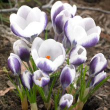 Крокус Ботанический Prins Claus