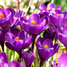 Крокус Великоквітковий Remembrance