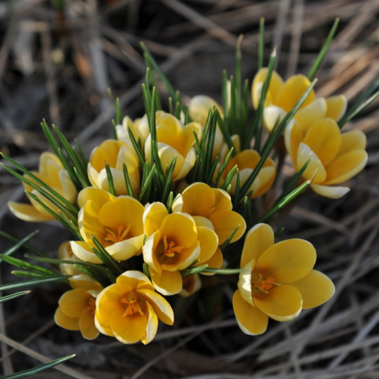 Крокус Ботанічний Romance