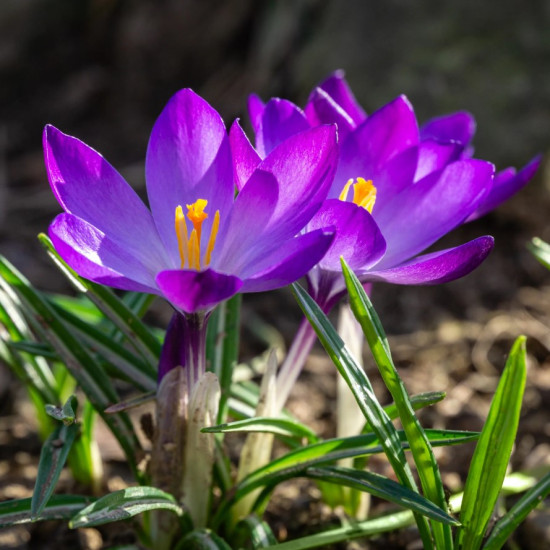 Крокус Ботанічний Ruby Giant