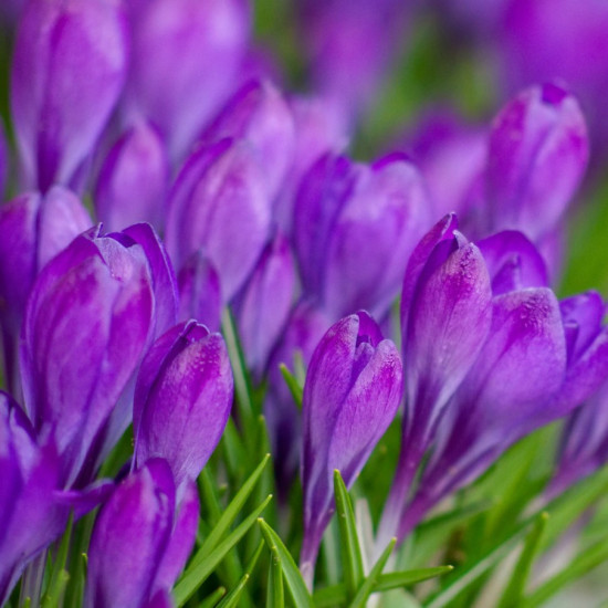 Крокус Ботанічний Ruby Giant