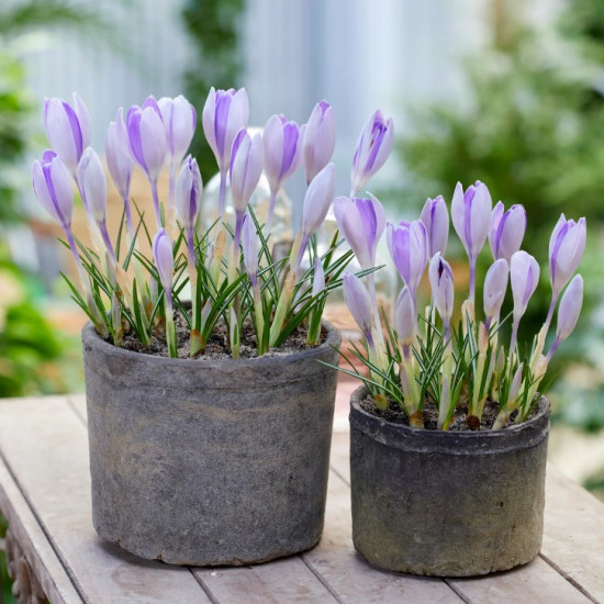 Крокус Великоквітковий Vanguard