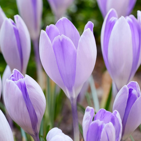 Крокус Великоквітковий Vanguard