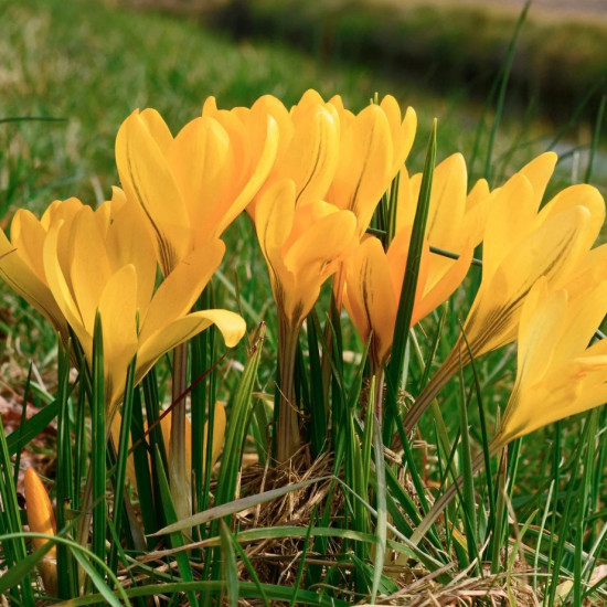 Крокус Великоквітковий Yellow