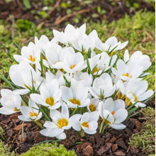 Крокус Ботанический Ard Schenk