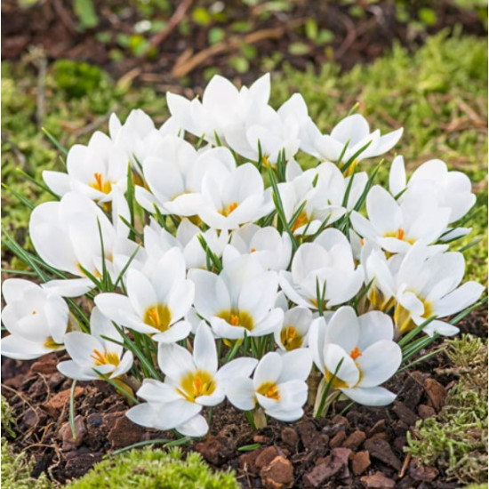 Крокус Ботанічний Ard Schenk