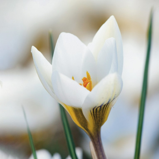 Крокус Ботанічний Ard Schenk