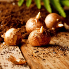 Крокус Ботанічний Gipsy Girl