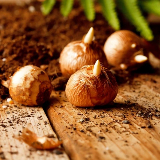 Крокус Ботанічний Barr's Purple