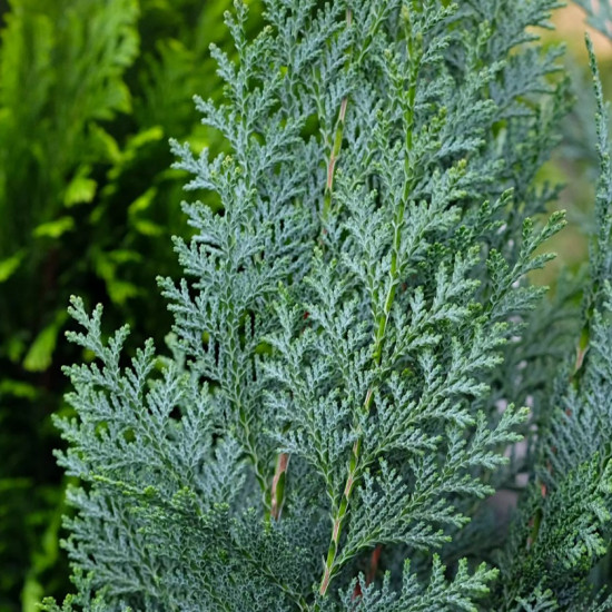 Кипарисовик Columnaris (Колумнаріс) контейнер 0.5 л