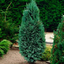 Кипарисовик Van Pelt's Blue (Ван Пелтс Блю) контейнер 0.5 л