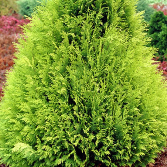 Кипарисовик Stardust (Стардаст) контейнер 0.5 л