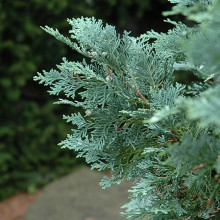 Кипарисовик Van Pelt's Blue (Ван Пелтс Блю) контейнер 0.5 л