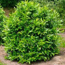 Лавровишня лікарська Herbergii контейнер 0.5 л