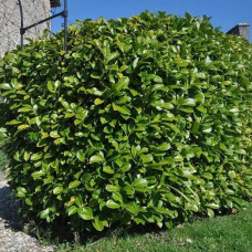 Лавровишня лікарська Novita контейнер 0.5 л