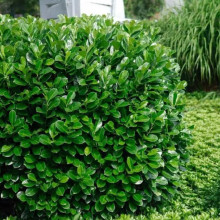 Лавровишня лекарственная Rotundifolia контейнер 0.5 л