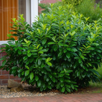 Лавровишня