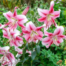 Лілія звисаюча Anastasia