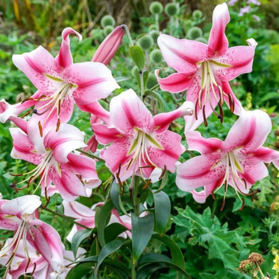 Лілія звисаюча Anastasia