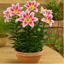 Лілія низькоросла Angeliqua