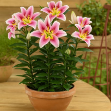 Лілія низькоросла Angeliqua