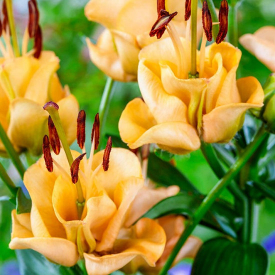 Лілія азіатська Apricot Fudge (лілія троянда)