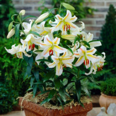 Лілія низькоросла Auratum