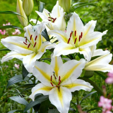 Лілія орієнтальна Baferrari