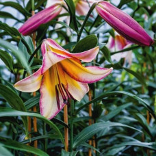 Лілія LO гібрид Beijing Moon