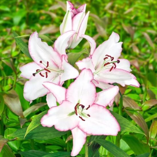 Лілія орієнтальна Brasilia