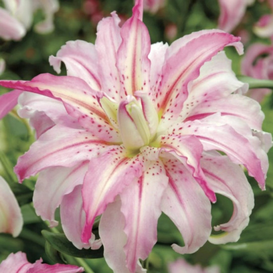 Лілія орієнтальна махрова Broken Heart